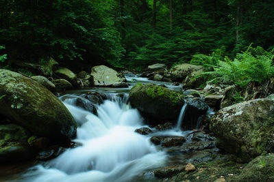 Scenic view of waterfall in forest