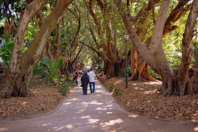 Rear view of people walking amidst trees