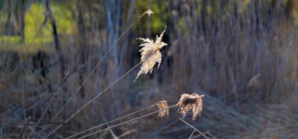 Close-up of plant against blurred background