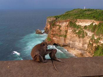 Monkey with infant sitting on wall by cliff at uluwatu