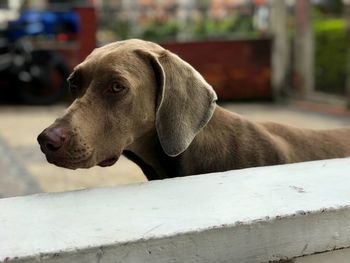 Close-up of dog looking away