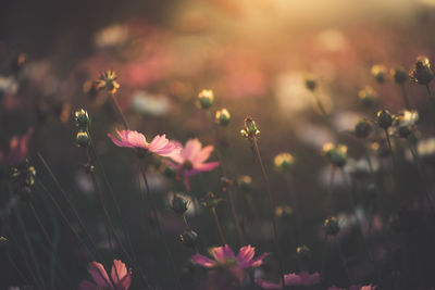 Cosmos flowers beautiful in the garden background