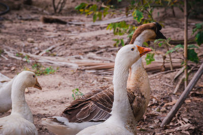 Close-up of birds on field