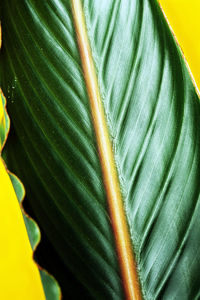 Close-up of fresh green leaves