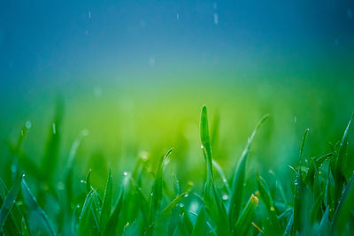 Wet grass in the spring. rural scenery of a green field. water droplets on the grass spikes. 