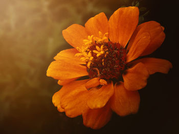 Close-up of orange marigold flower