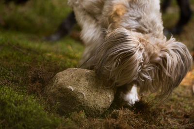 Close-up of a dog on field