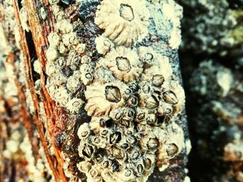 Close-up of insect on tree trunk