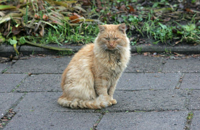 Cat sitting on footpath