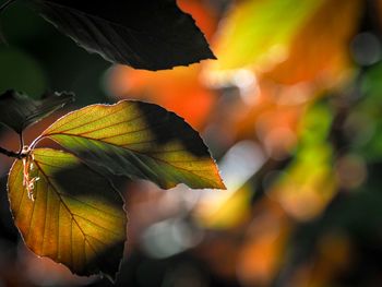 Close-up of autumnal leaves against blurred background