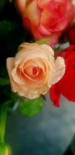 Close-up of rose flower