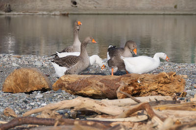 Swans swimming in lake