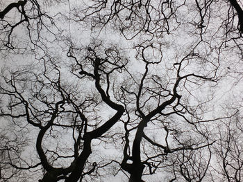 Bare tree against sky