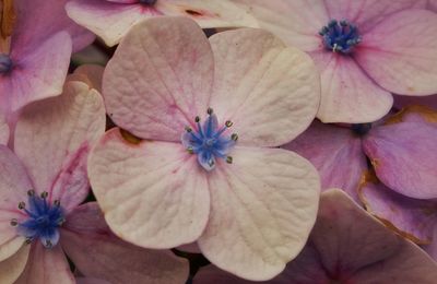 Full frame shot of pink flower