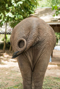 Rear view of elephant standing on land