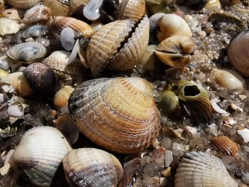 Close-up of shells