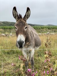 Sheep standing in a field
