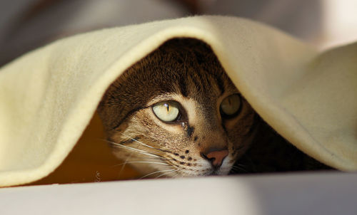 Close-up of cat peeking through blanket