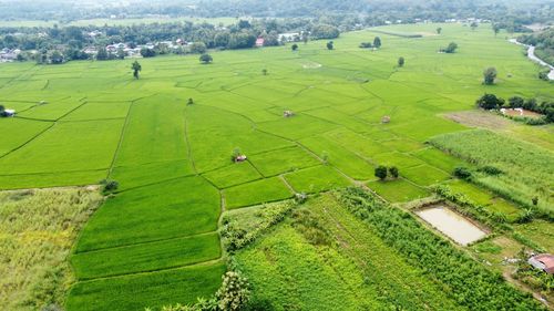 High angle view of agricultural field