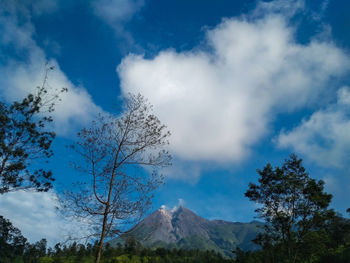 Low angle view of trees against sky