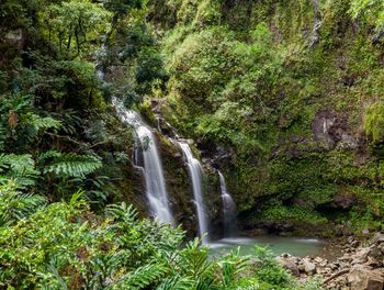 Scenic view of waterfall in forest