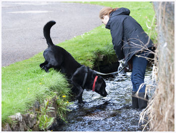 A black labrador enjoying playing by the kirriemuir burn.