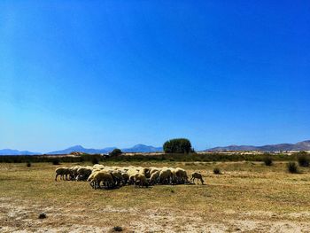 Sheep grazing on field against clear blue sky