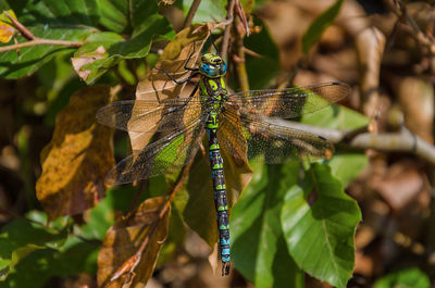 Close-up of dragonfly on leaves