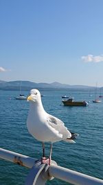 Seagull perching on a boat in sea