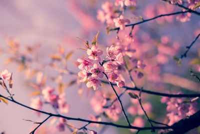 Close-up of pink flowers on branch
