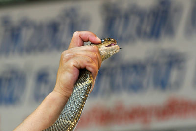 A cobra snake used in a snake show