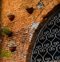 Full frame shot of potted plant on wall