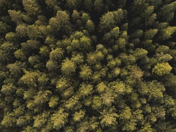 Full frame shot of green leaves