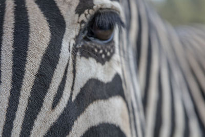 Close-up of a zebra