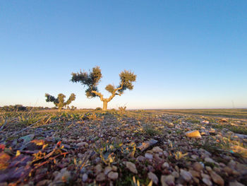 Scenic view of field against clear sky