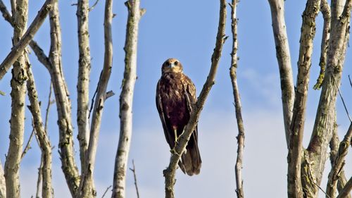 Low angle view of bird perching on branch against sky