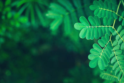 Close-up of fern leaves on tree