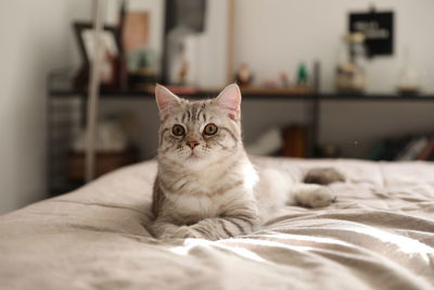 Close-up portrait of cat on bed at home