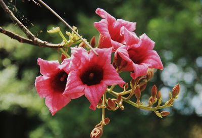 Close-up of pink flowering plants