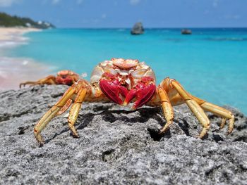 Sally lightfoot crab molts on the rocks in bermuda