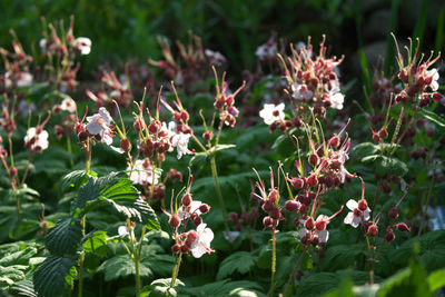 Close-up of flowers growing on field