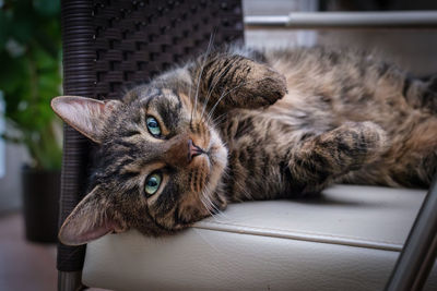 Close-up of cat lying on floor