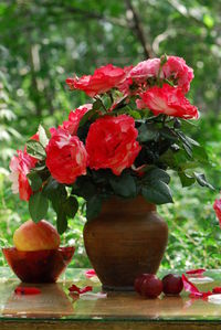 Close-up of red rose