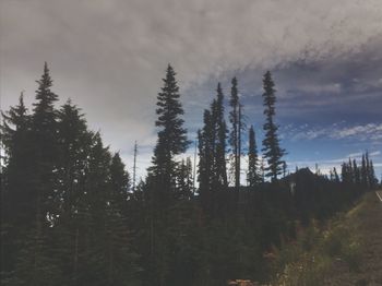 Pine trees in forest against sky