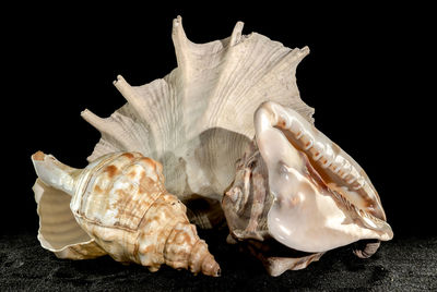 conch