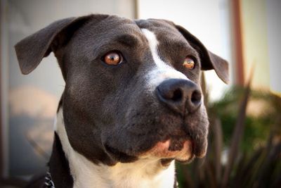 Close-up portrait of dog