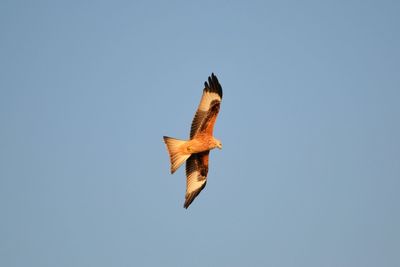 Low angle view of eagle flying against clear blue sky