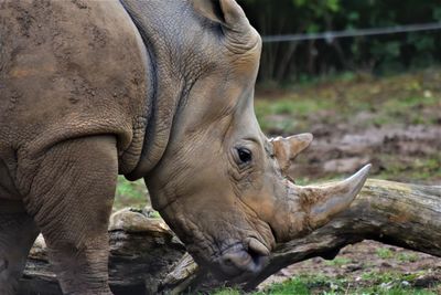 Close-up of a rhinoceros 