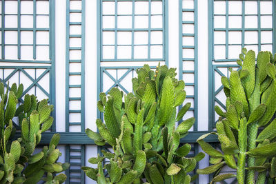 Close-up of plants against window