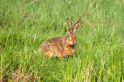 European hare looking sketchily out of a meadow with high lush grass
